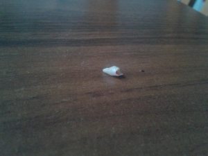 10384026_10155137771790154_6173986871421635352_n